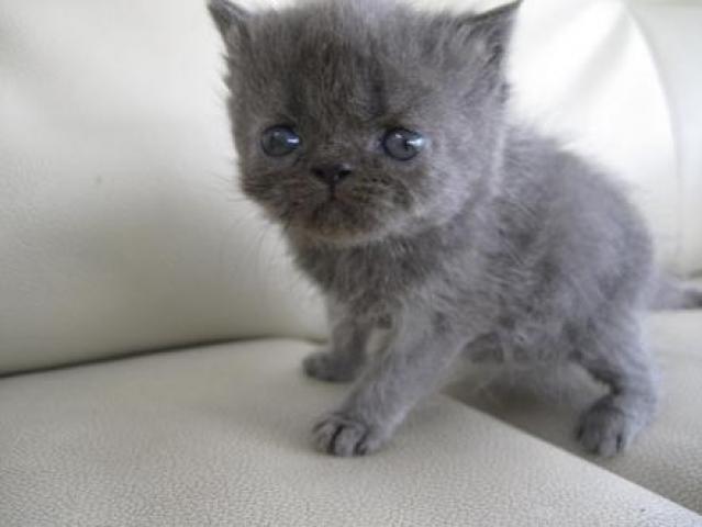 エキゾチックショートヘアー