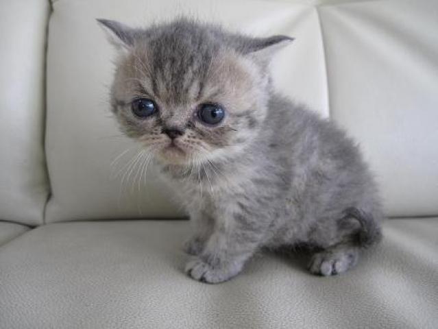 エキゾチックショートヘアー