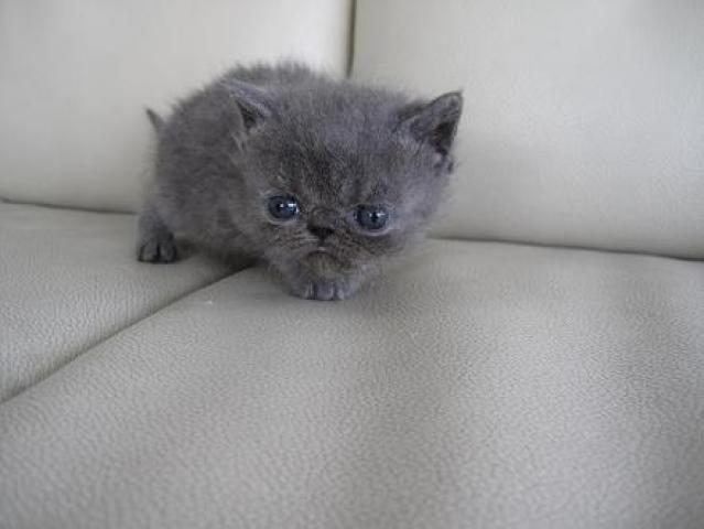 エキゾチックショートヘアー