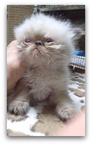 ミヌエット（旧ナポレオン）