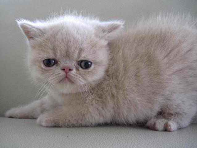 エキゾチックショートヘアー