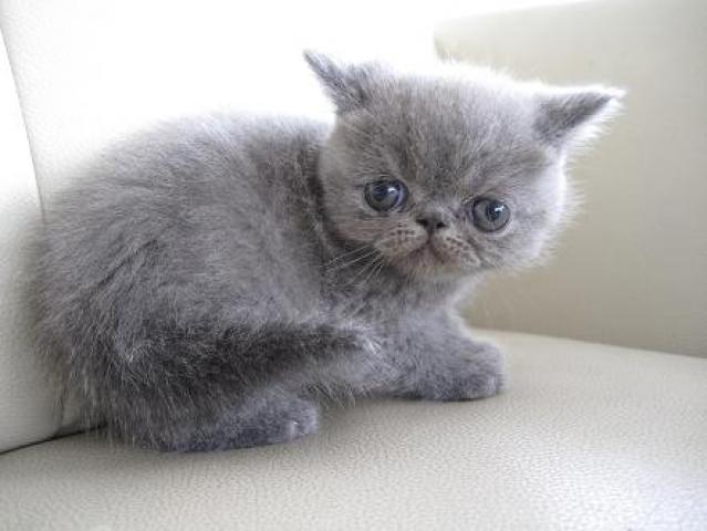 エキゾチックショートヘアー