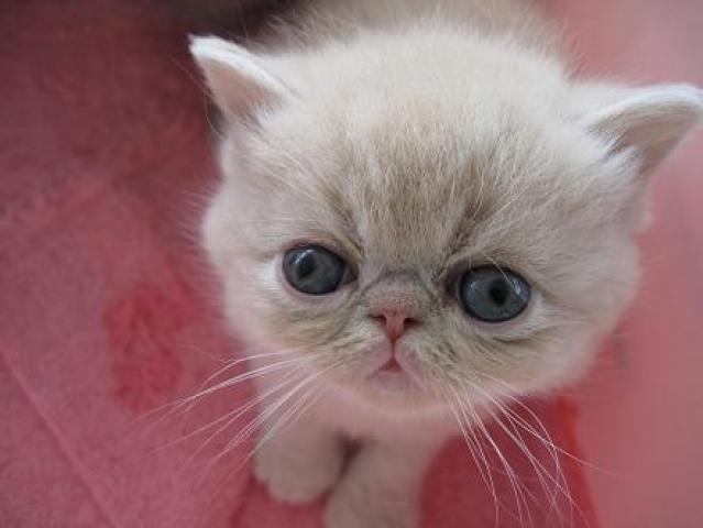 エキゾチックショートヘアー