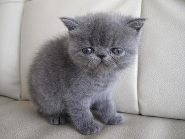 エキゾチックショートヘアー