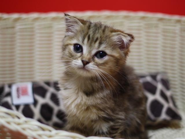 スコティッシュフォールド