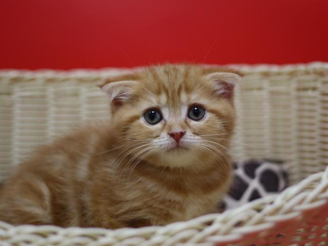 スコティッシュフォールド