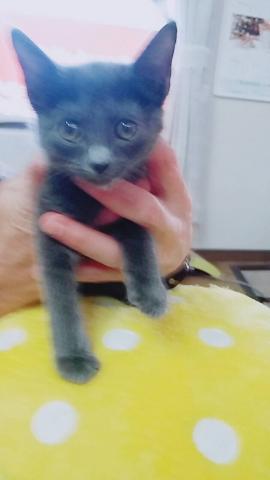 ロシアンブルー