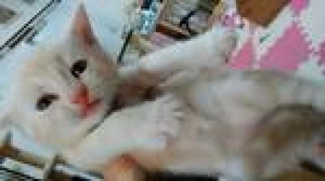 アメリカンショートヘアー