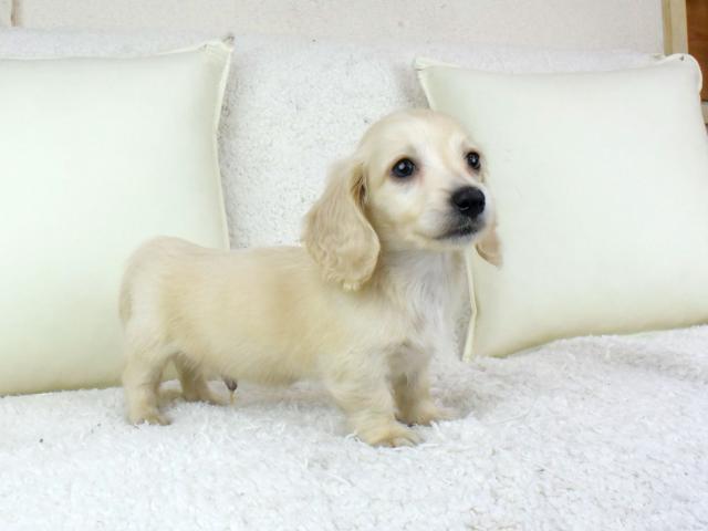 ミニチュアダックスフンド