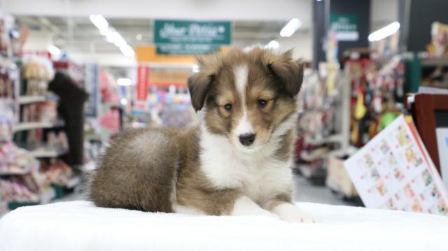 シェットランドシープドッグ