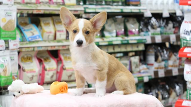 ウェルシュコーギーペンブローク