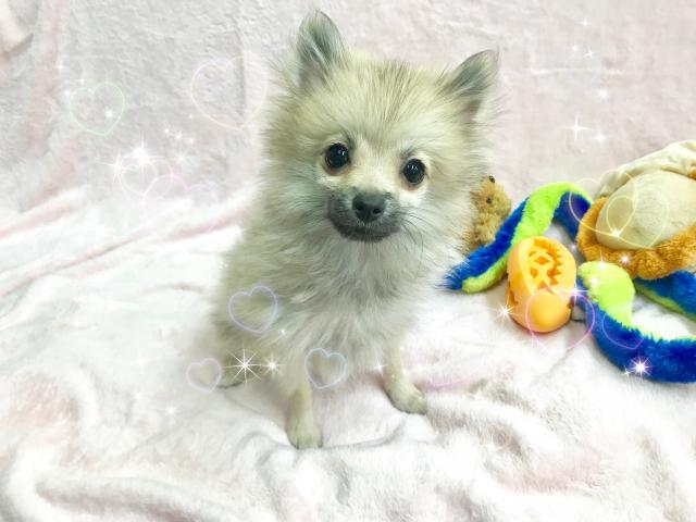 ポメラニアン
