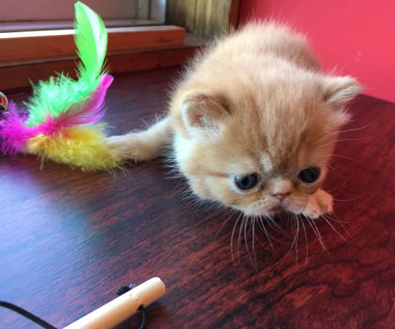 エキゾチックショートヘアー