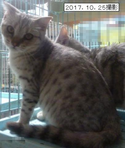 スコティッシュフォールド