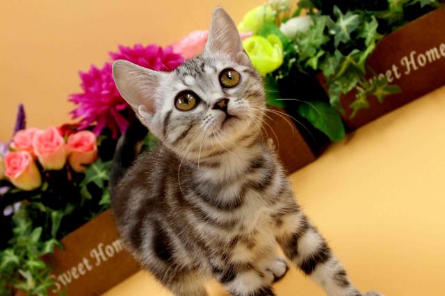 アメリカンショートヘアー