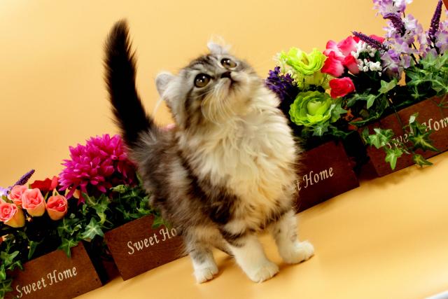 アメリカンカール