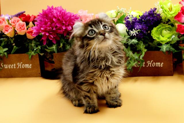 アメリカンカール