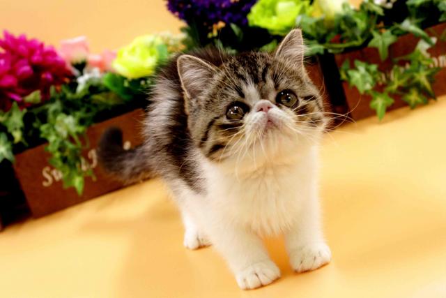 エキゾチックショートヘアー