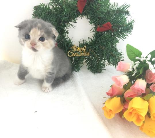 スコティッシュフォールド(折耳)