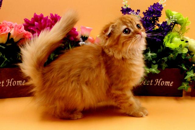 スコティッシュフォールド