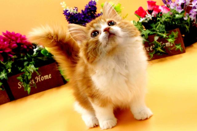 スコティッシュフォールド