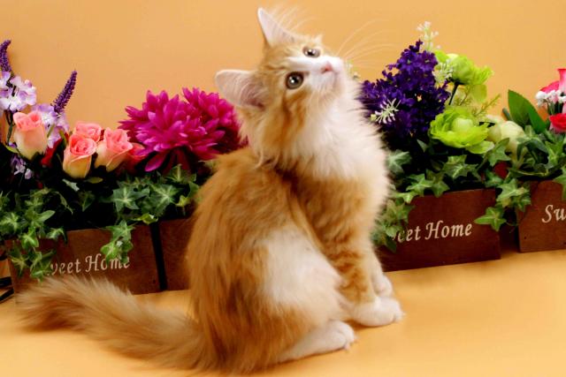 ノルウェージャンフォレストキャット