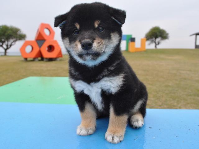 柴犬