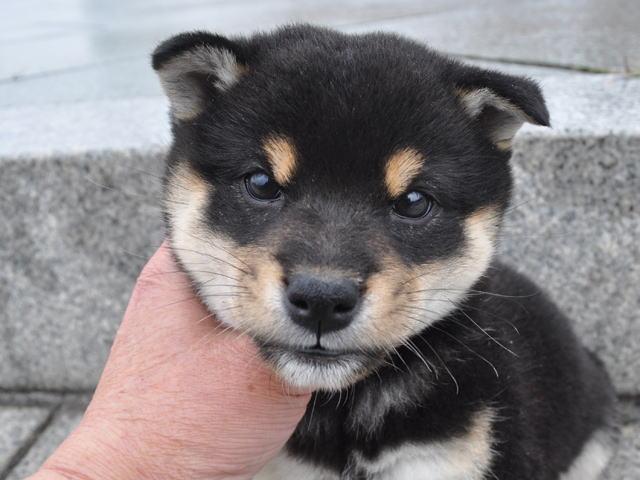 柴犬