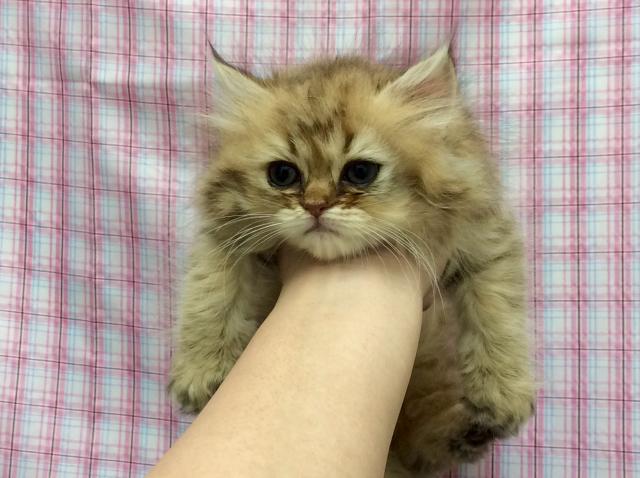 ペルシャ・ヒマラヤン