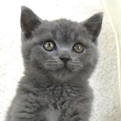 ブリティッシュショートヘア