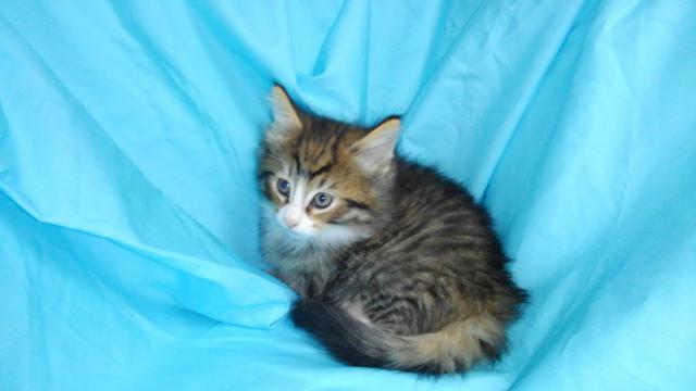 ノルウェージャンフォレストキャット