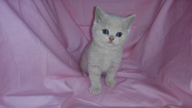 ブリティッシュショートヘア