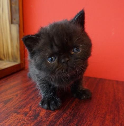 エキゾチックショートヘアー