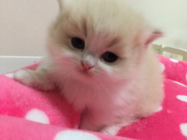 ミヌエット（旧ナポレオン）