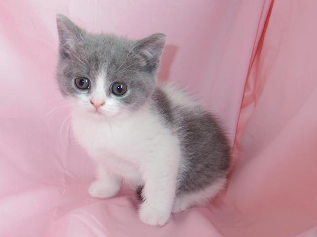 ブリティッシュショートヘア