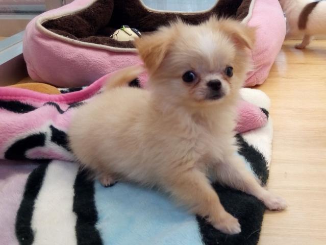 チワワ(ロングコート)