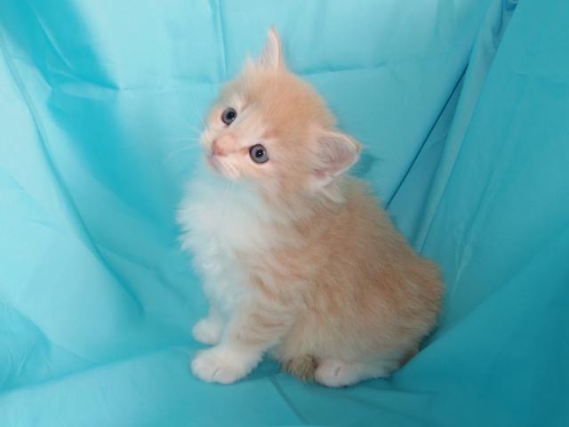 ノルウェージャンフォレストキャット