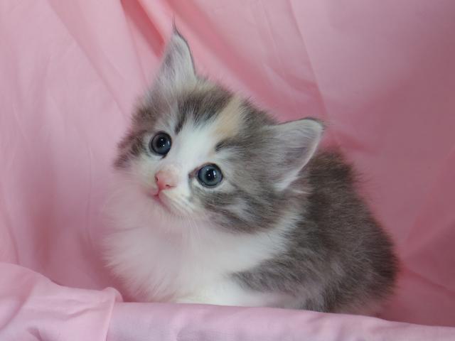 ノルウェージャンフォレストキャット