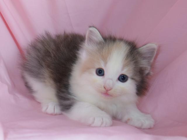 ノルウェージャンフォレストキャット