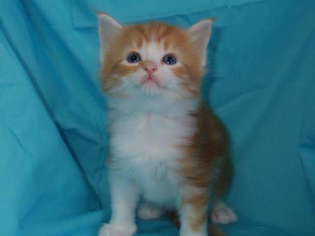 ノルウェージャンフォレストキャット