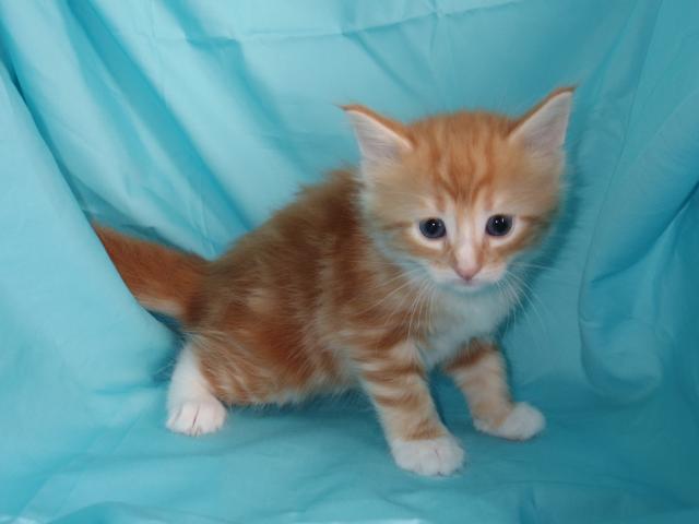 ノルウェージャンフォレストキャット