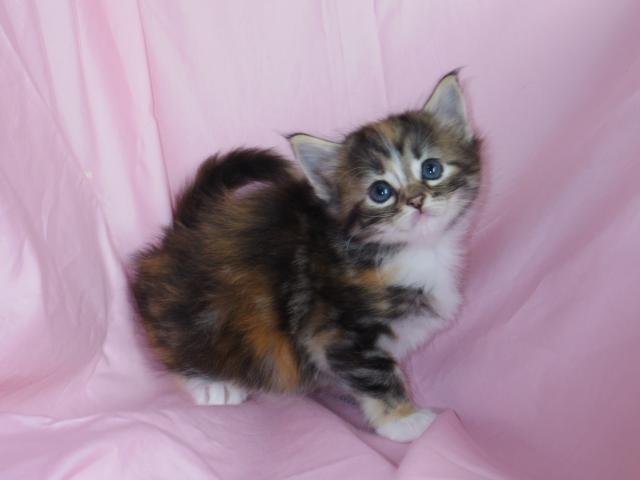 ノルウェージャンフォレストキャット