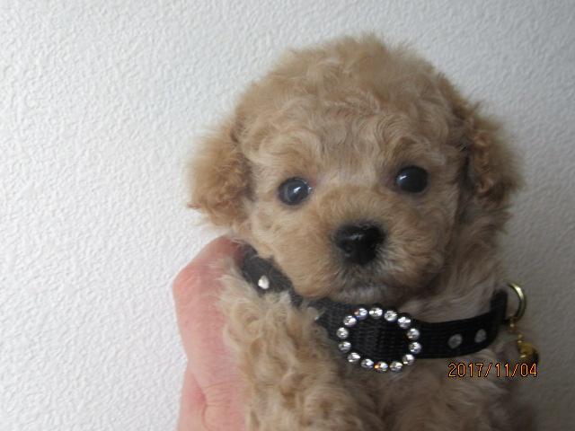 トイプードルおっとり君