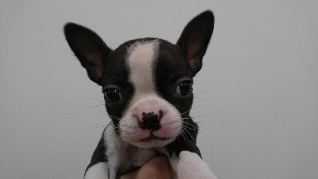 ボストンテリア