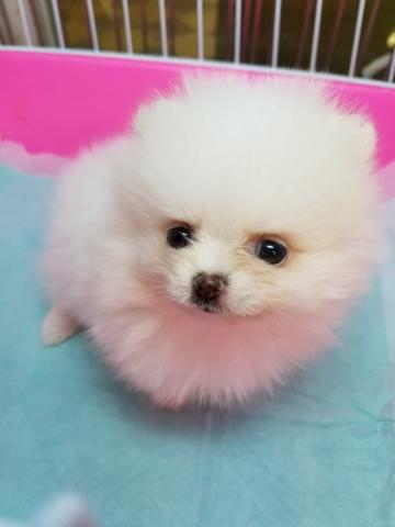 ポメラニアン