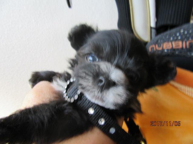 トイプードルチビチビ君