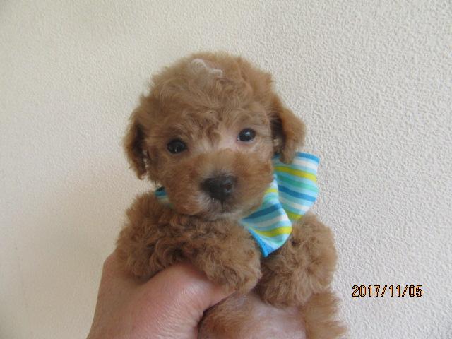 トイプードルティーから小ぶりタイニー予想