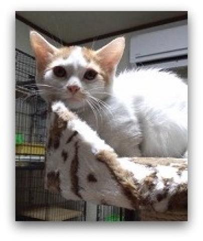 マンチカン中足 ショート