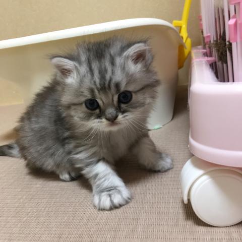 ミヌエット（旧ナポレオン）