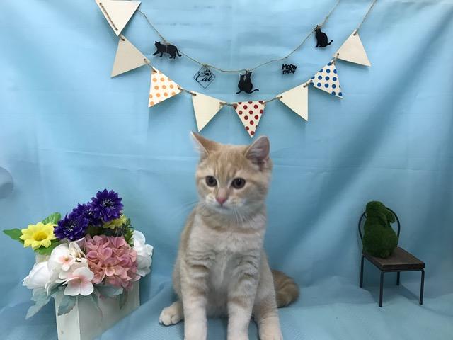 スコティッシュフォールド